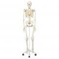 szkielet człowieka
